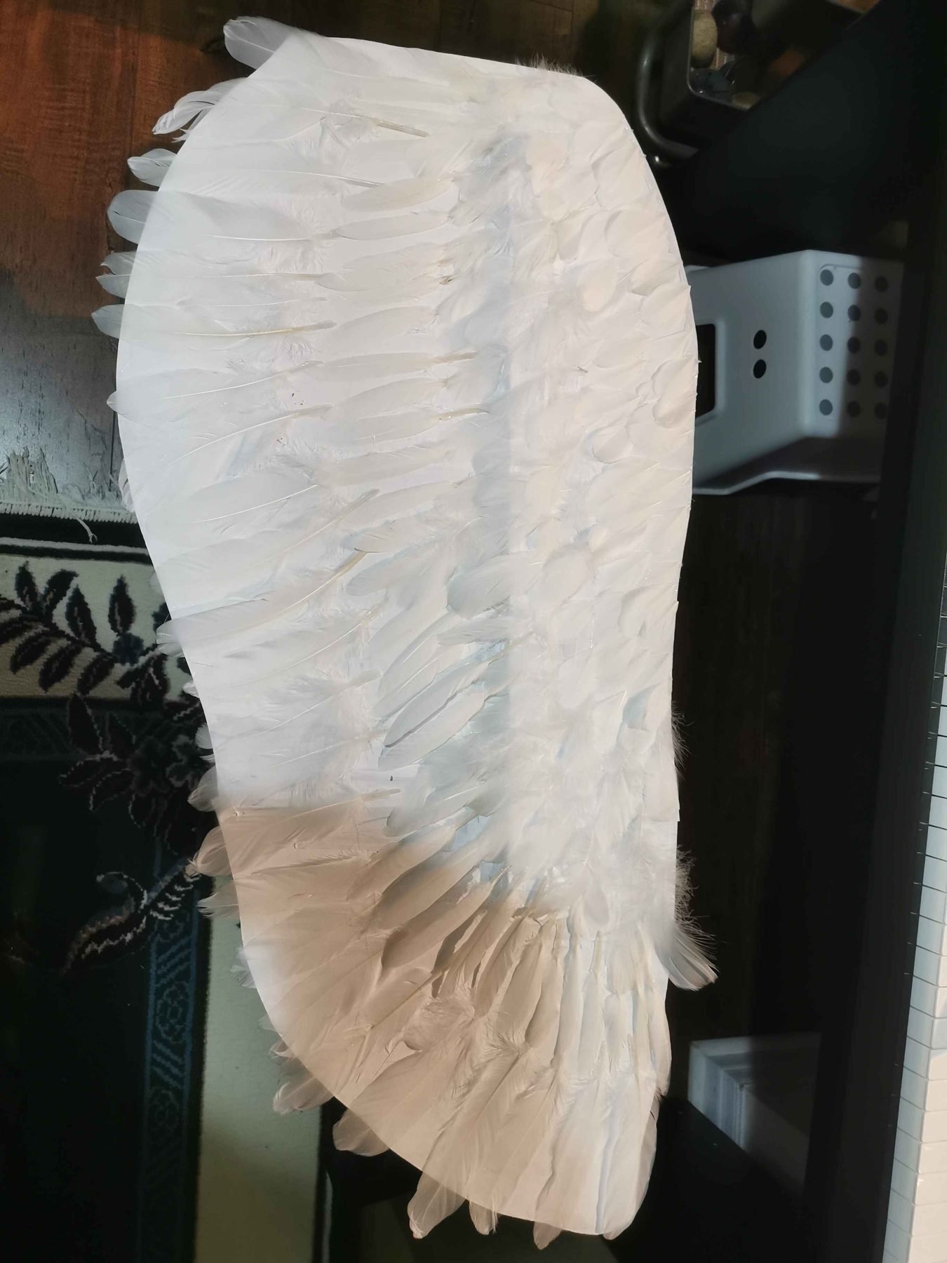 A single feathered wing